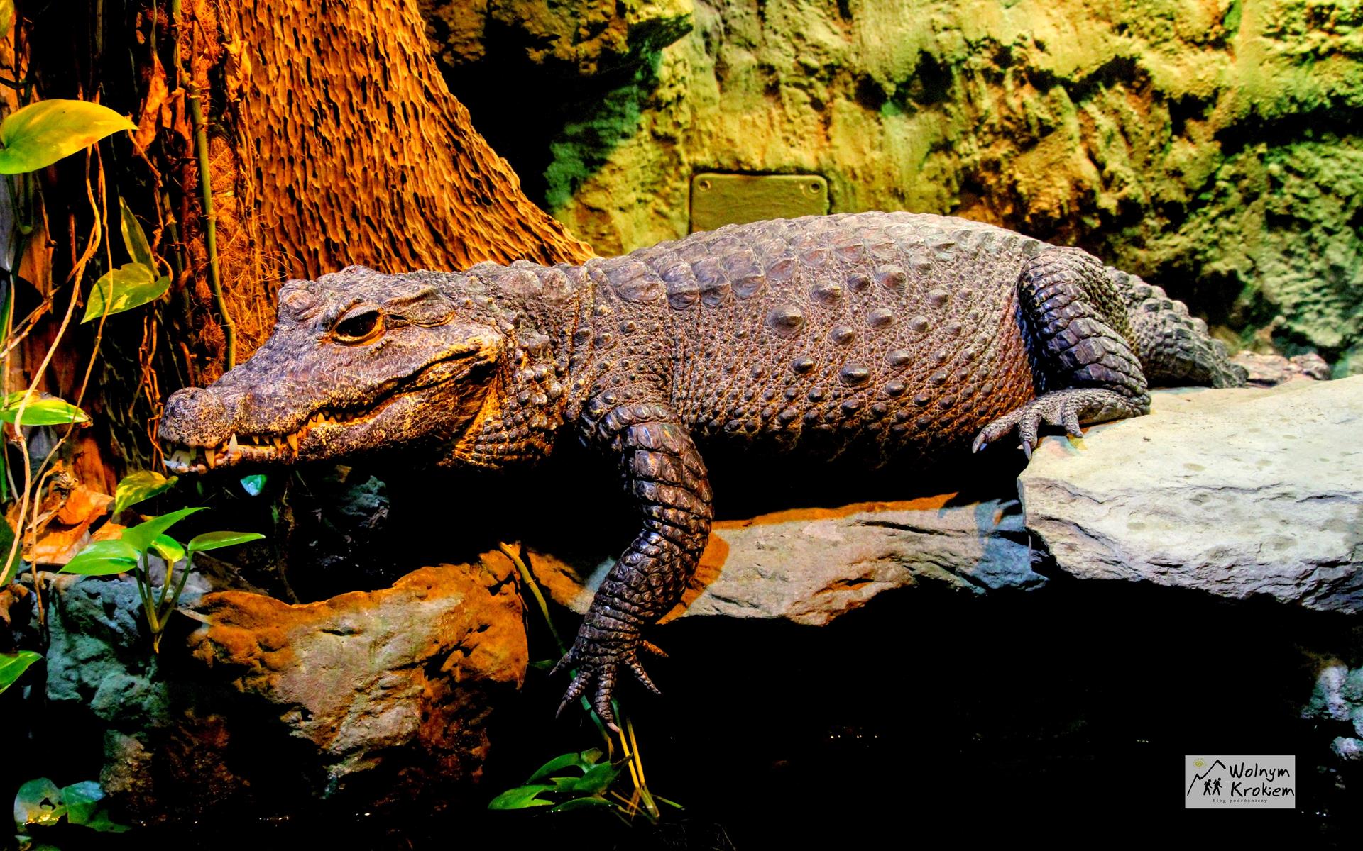 Zoo Wrocław krokodyl