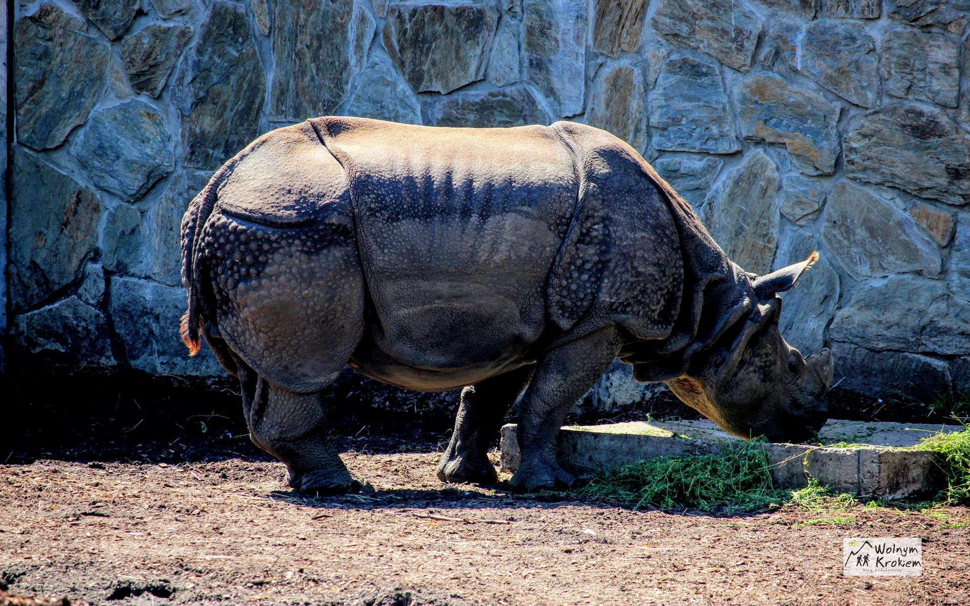 Zoo Wrocław nosorożec