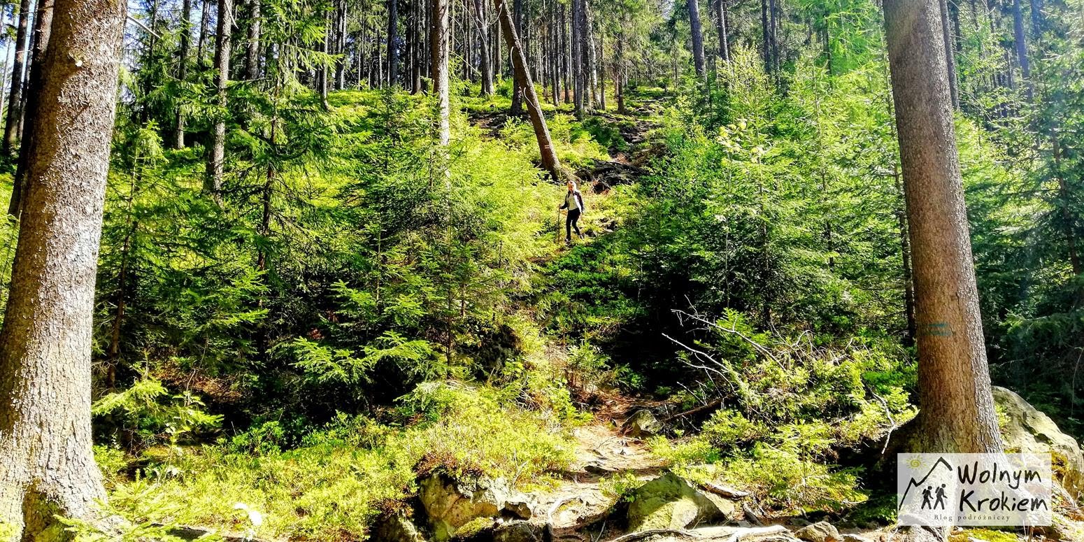 Szlak pieszy na górę Wolarz z uzdrowiska Duszniki Zdrój | Góry Bystrzyckie