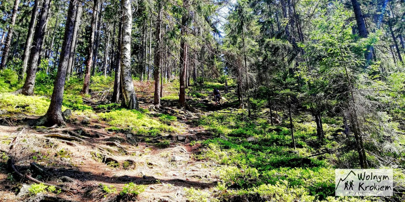 Szlak pieszy na górę Wolarz z uzdrowiska Duszniki Zdrój | Góry Bystrzyckie