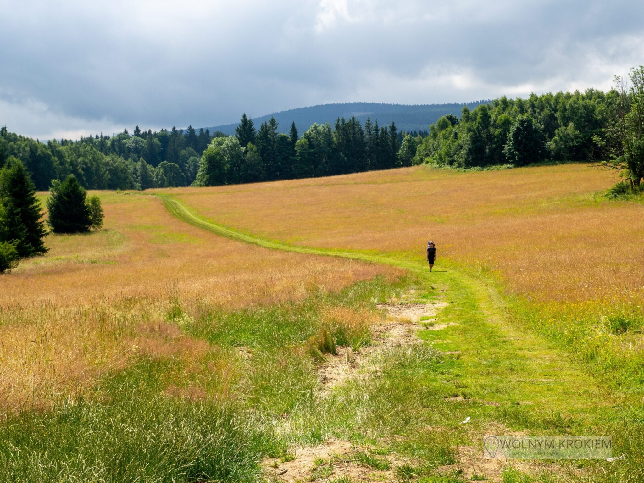 Góra Borówkowa, szlak z Przełęczy Lądeckiej na wieżę widokową