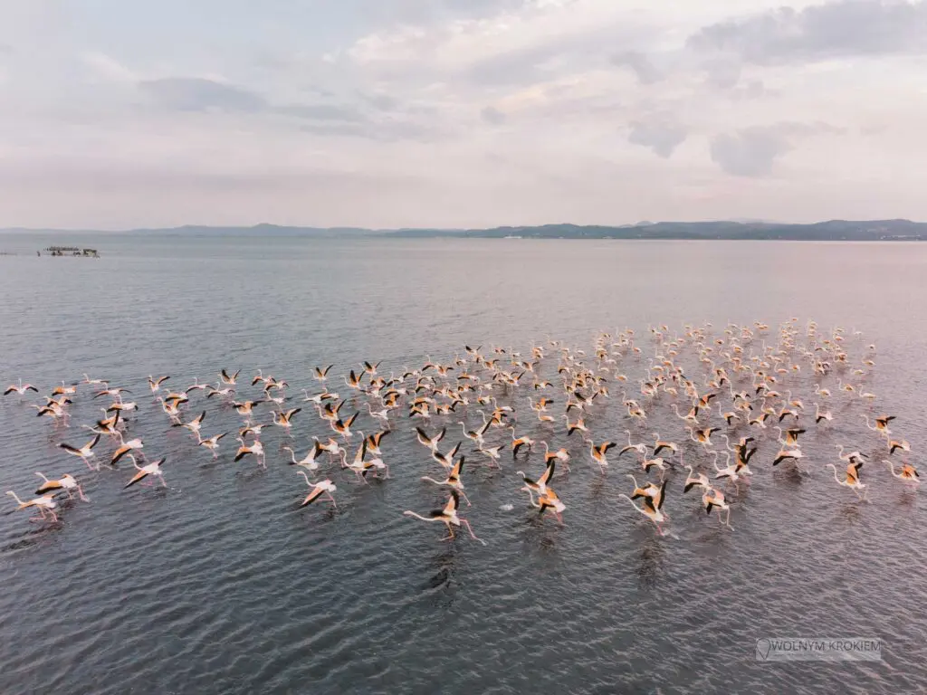 Flamingi różowe na Lagunie Nartes Albania