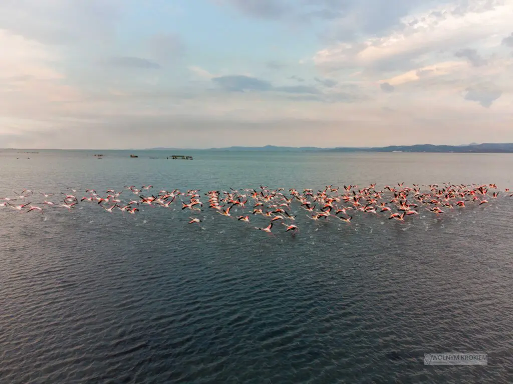 Flamingu laguna Nartes Vlora