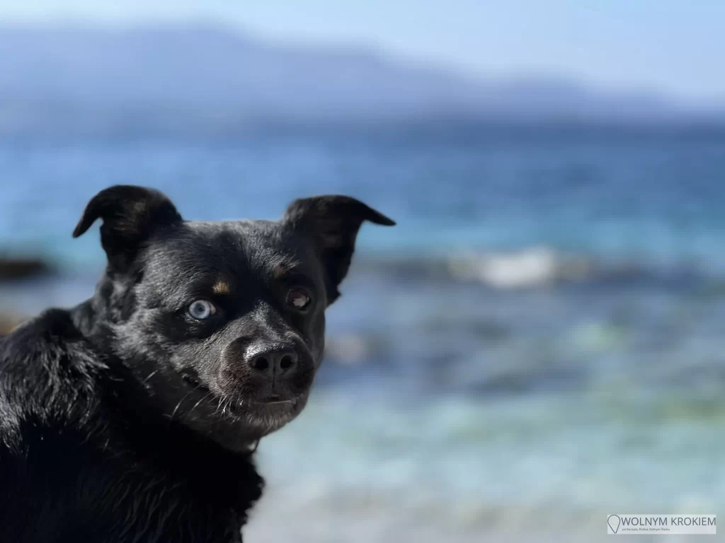 Pies plaża Niebieskie oko Albania
