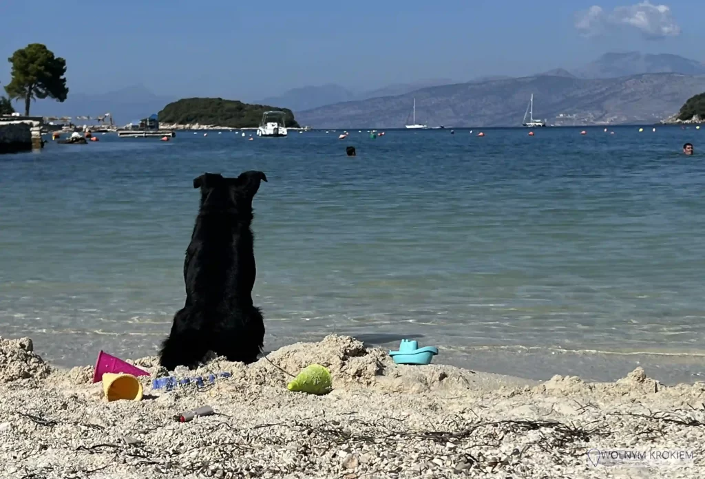 Albania z psem plaża