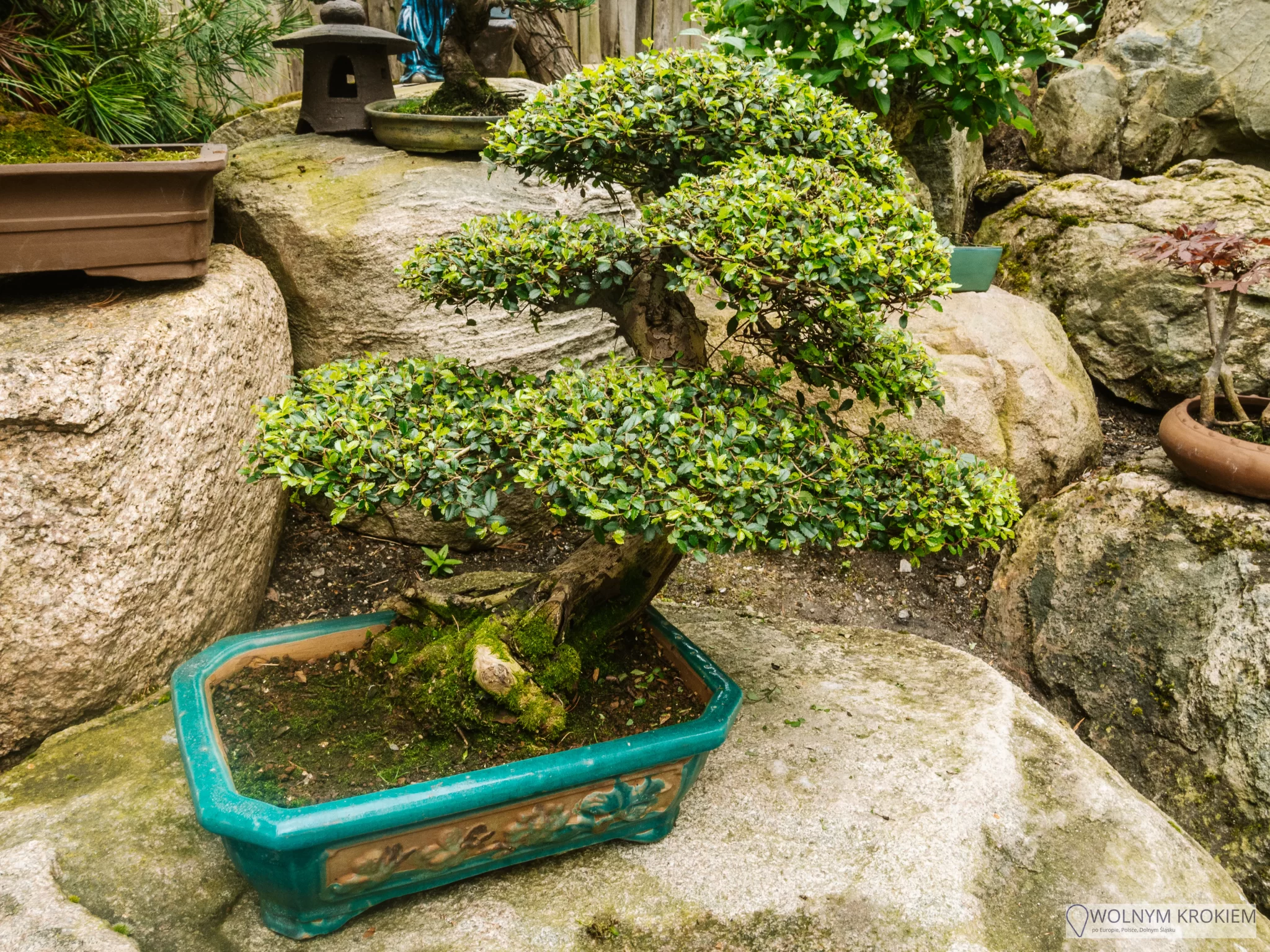 Ogród japoński drzewko Bonsai