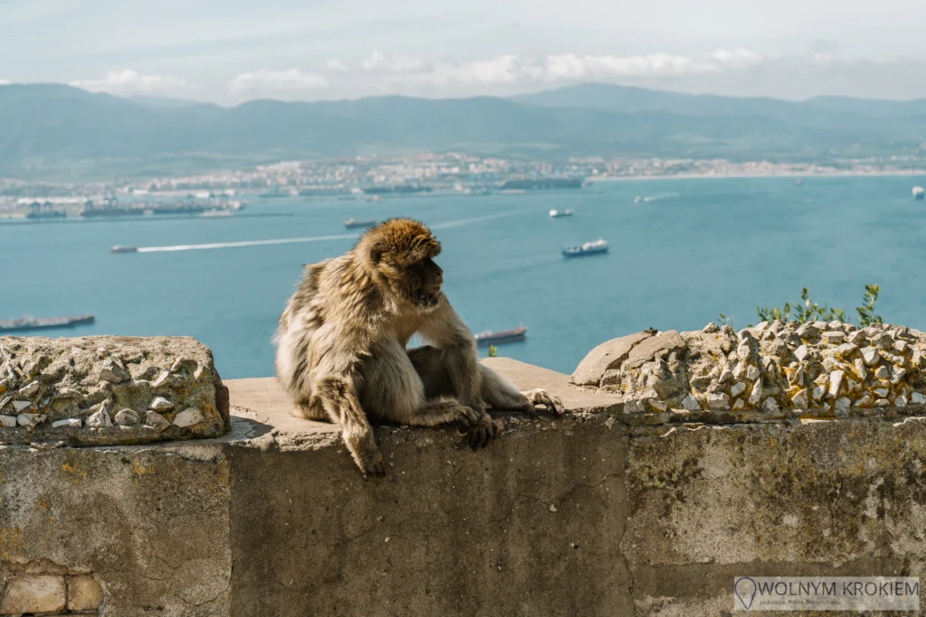 10 atrakcji w okolicy Malagi, które warto zobaczyć 21 Gibraltar i małpy