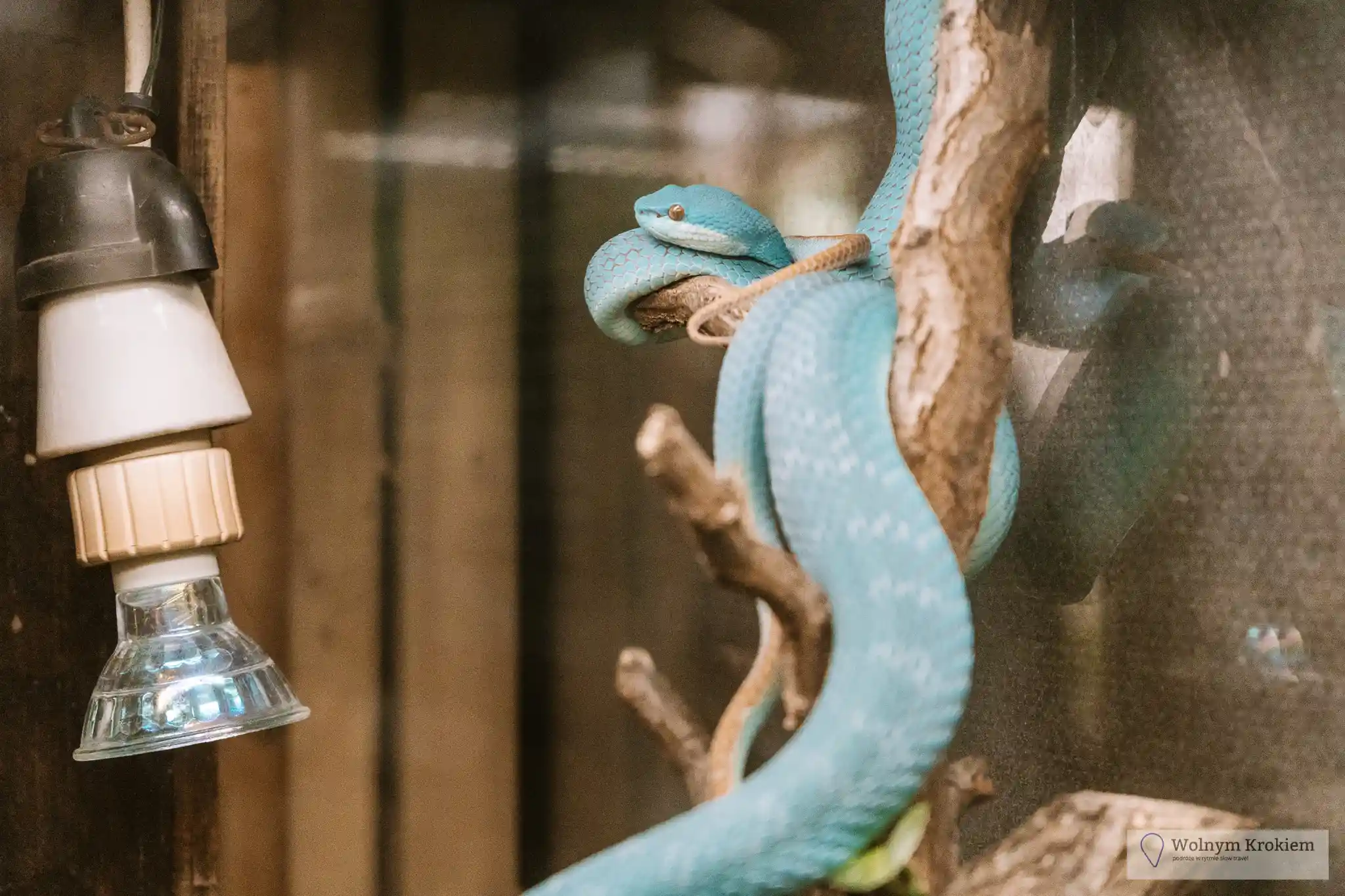 Zoo i Dinopark z ruchomymi dinozaurami w Pilźnie 30 Zoo w Pilźnie - węże