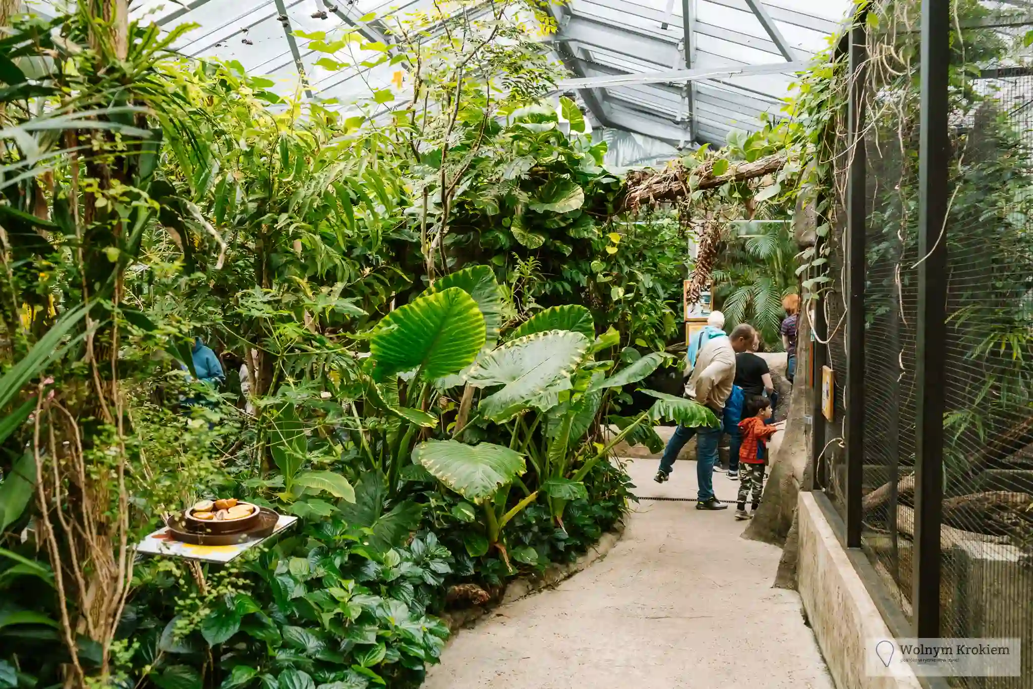 Zoo i Dinopark z ruchomymi dinozaurami w Pilźnie 29 Motyle w zoo w Pilźnie, które swobodnie latają pomiędzy turystami